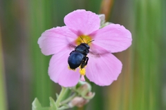 Xylocopa micans