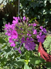 Phlox