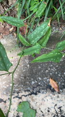 Smilax bona-nox