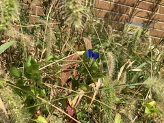 Commelina communis