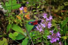 Zygaena