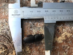 Dorcus parallelipipedus