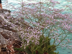Limonium vulgare