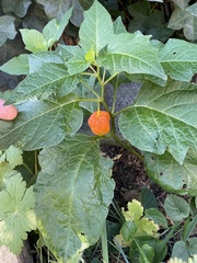 Alkekengi officinarum