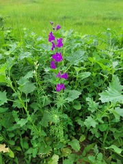 Consolida orientalis