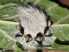 Acronicta major