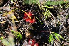 Drosera trinervia