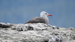 Larus heermanni
