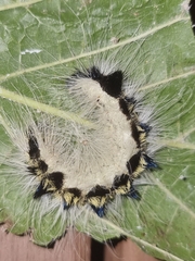 Acronicta major
