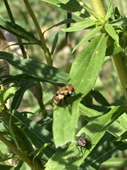 Gymnoclytia