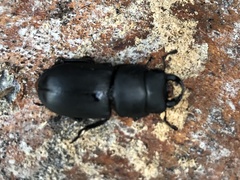 Dorcus parallelipipedus