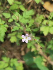 Geranium robertianum