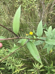 Helianthus grosseserratus