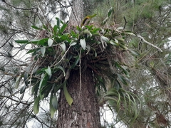 Caularthron bilamellatum