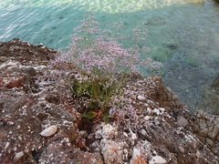 Limonium vulgare