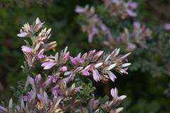 Indigofera brachystachya