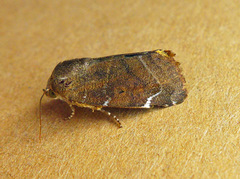 Cosmia affinis