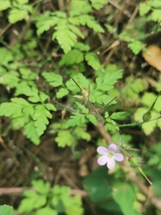 Geranium robertianum