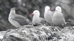 Larus heermanni