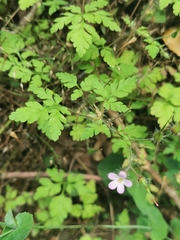 Geranium robertianum