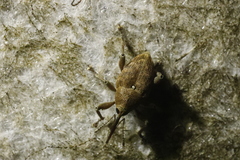 Curculio glandium