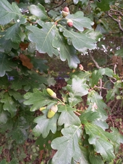 Quercus robur