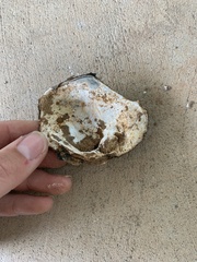 Unionidae