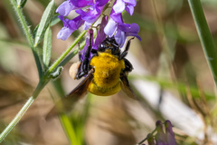 Bombus morrisoni
