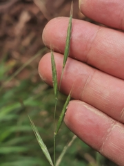 Brachypodium sylvaticum