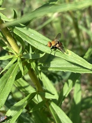 Gymnoclytia