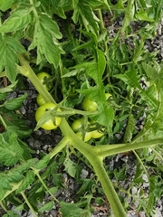 Solanum lycopersicum