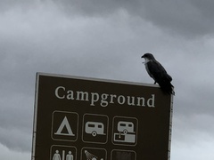 Geranoaetus albicaudatus