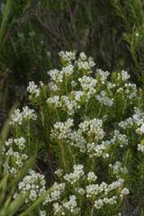 Diosma