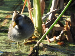 Porzana carolina