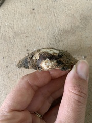 Unionidae