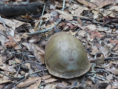 Terrapene carolina triunguis