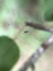 Araneae