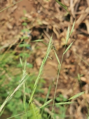 Brachypodium sylvaticum