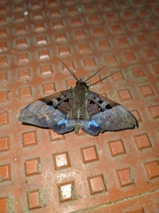 Ischyja