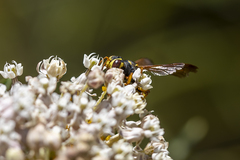 Cerceris bicornuta