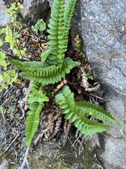 Polystichum