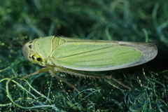 Cicadella viridis