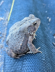 Anaxyrus americanus