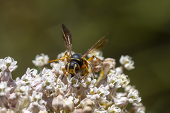 Cerceris bicornuta
