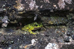 Odorrana lungshengensis