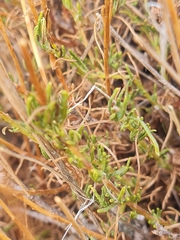 Santolina rosmarinifolia
