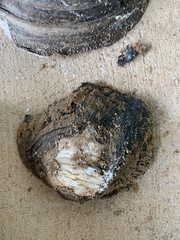 Unionidae