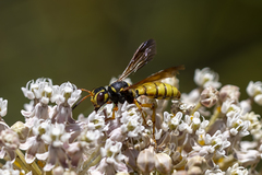 Cerceris bicornuta