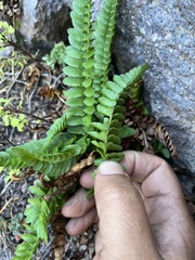 Polystichum