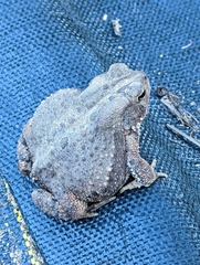 Anaxyrus americanus
